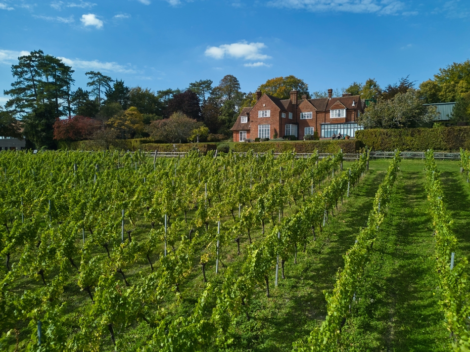 Gallery image 3: hambledon-vineyard