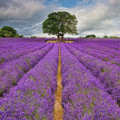Lavender Mayfield marks 20 years of natural beauty