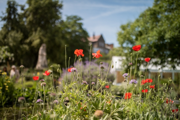Chelsea Physic Garden