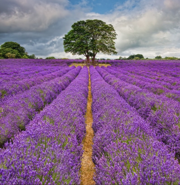 Mayfield Lavender Field